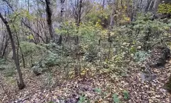 天下长安如何双开 2021最新双开神器来袭