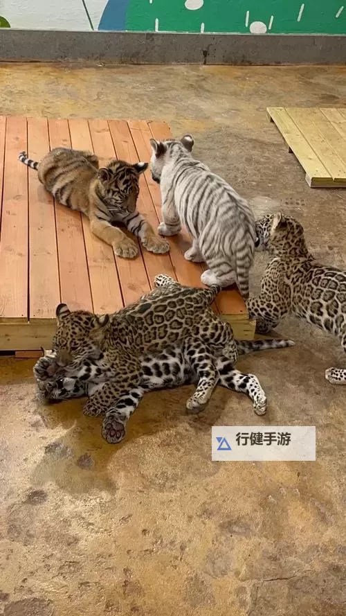 森林王国电脑版下载 电脑玩森林王国模拟器哪个好？图1