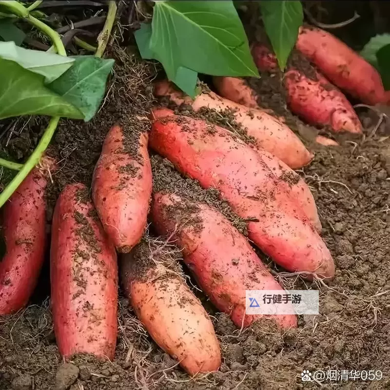 奇趣一刻:我坐在根茎写作业的奇幻体验图1