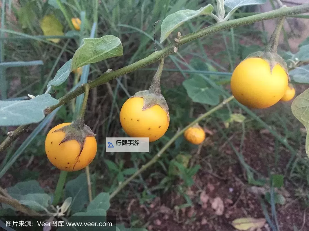 黄色茄子视频：趣味美食制作与视觉享受的完美结合图1