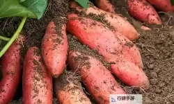 奇趣一刻：我坐在根茎写作业的奇幻体验