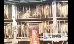 中年男女站在载羊货车旁要求放生 引发动物保护热议