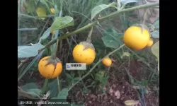 黄色茄子视频：趣味美食制作与视觉享受的完美结合