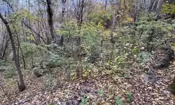 《饥荒》哈姆雷特巨蛇BOSS走位打法攻略 巨蛇BOSS怎么打