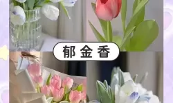 小小冒险村郁金香是什么 郁金香景观获取攻略