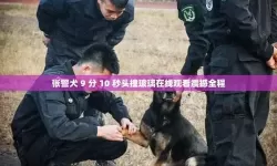 追击真相：张警官9分10秒破案奇迹