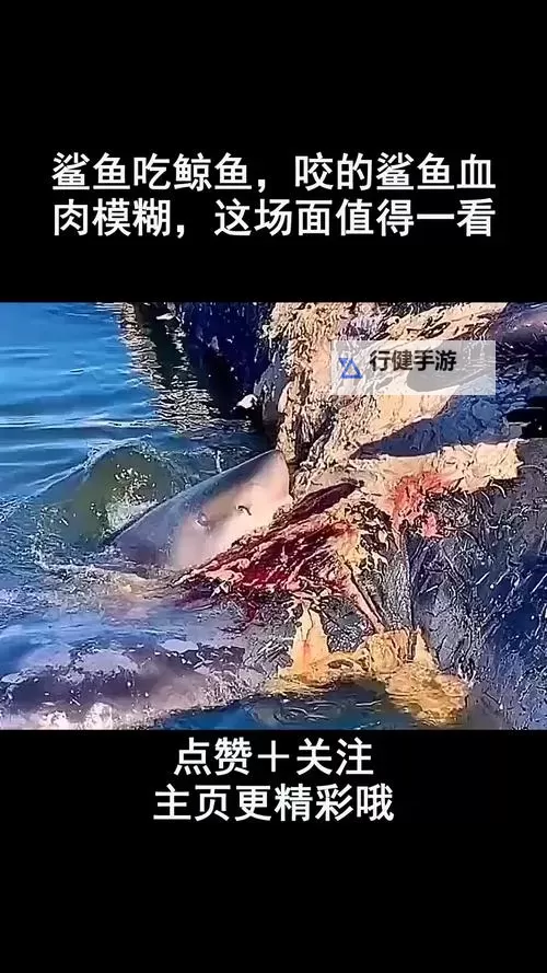 《食人鲨》实用技巧分享 七图鲸鱼怎么吃图1