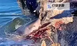 《食人鲨》实用技巧分享 七图鲸鱼怎么吃