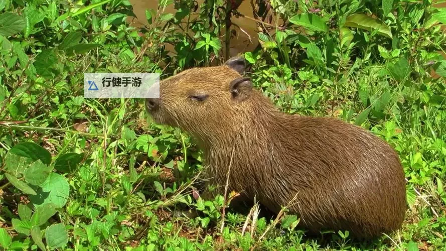 怎么双开IRIS？ IRIS双开挂机图文全攻略图2