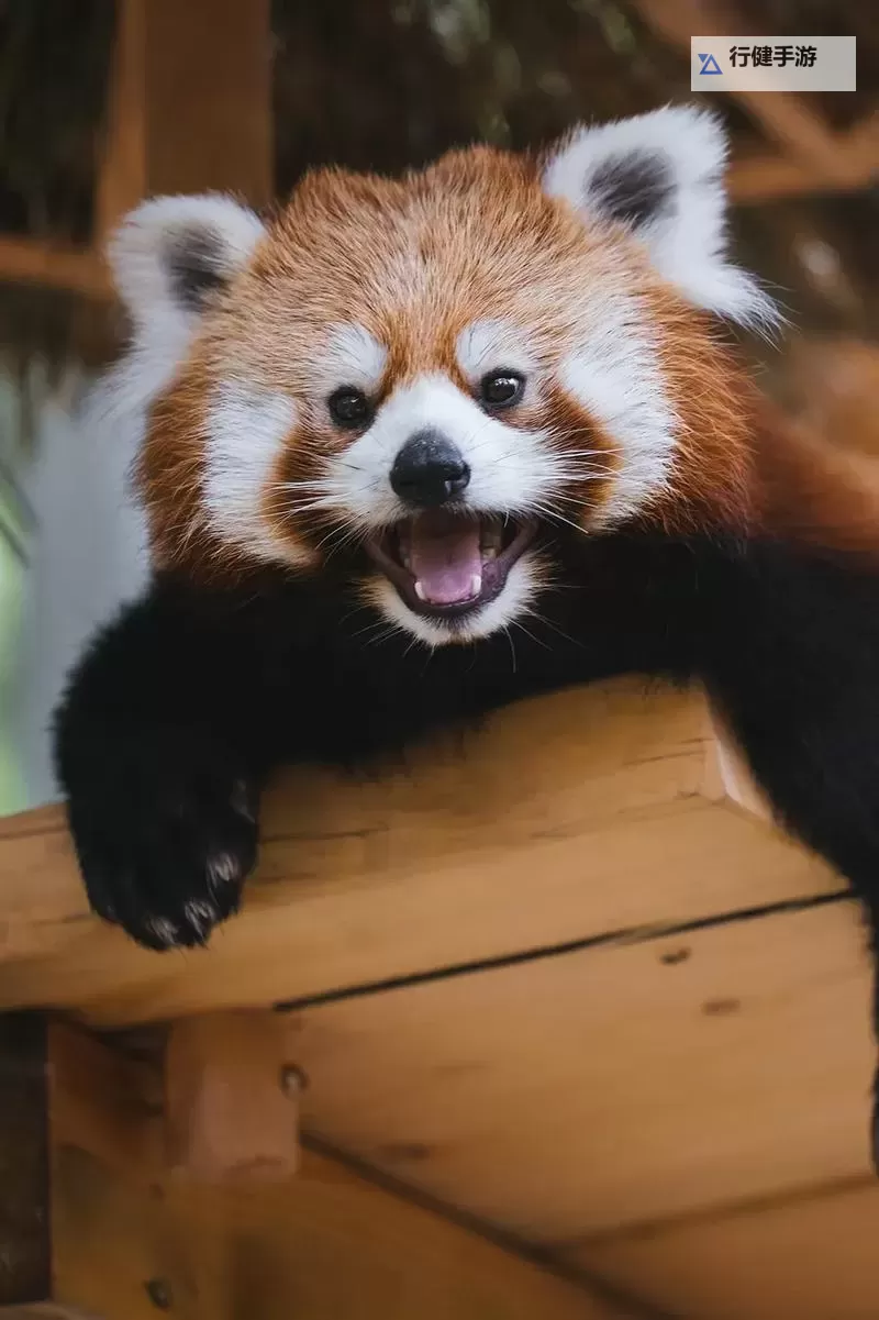 怎么双开IRIS？ IRIS双开挂机图文全攻略图1