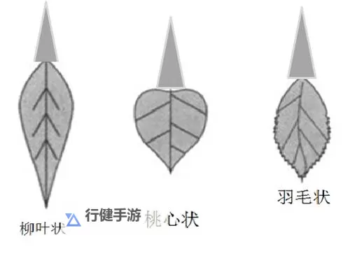 正常阴唇的样子照片视频详解:真实展示的自然之美图1