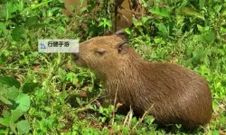 怎么双开IRIS？ IRIS双开挂机图文全攻略