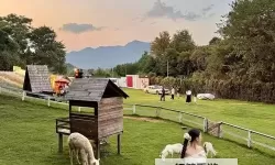 探索最新美国ZOOM动物农场：虚拟农业新体验