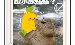 《无敌水豚》背景故事介绍及玩法解析 无敌水豚好玩吗