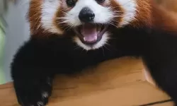 中国同志18GV：探索多元与包容的新篇章