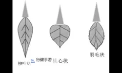 正常阴唇的样子照片视频详解：真实展示的自然之美