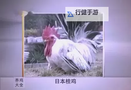 日本乳汁喂养的特色:鸡肉与乳制品的创新结合图1