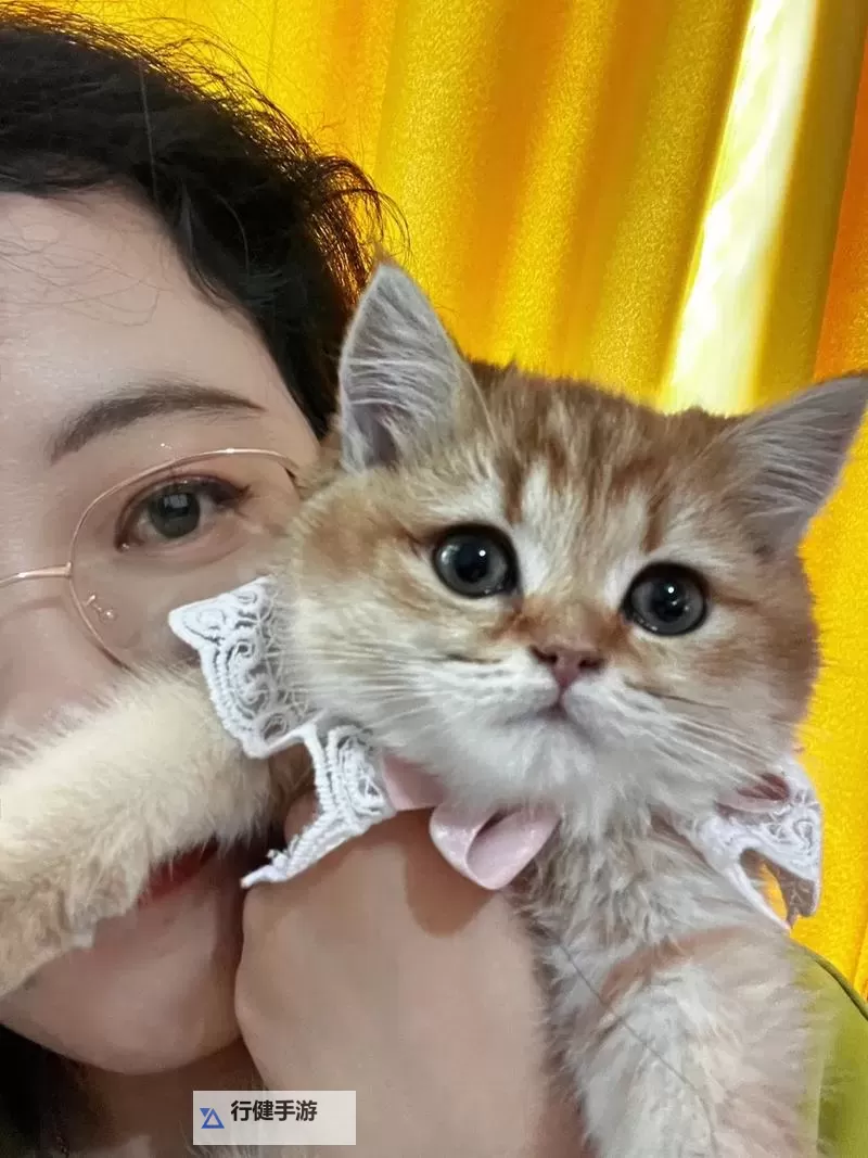 探索猫的魅力：咪成人网带你领略猫咪世界的精彩魅力图1