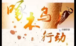 守护森林生态平衡——啄木鸟行动全面展开