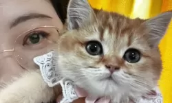 探索猫的魅力：咪成人网带你领略猫咪世界的精彩魅力