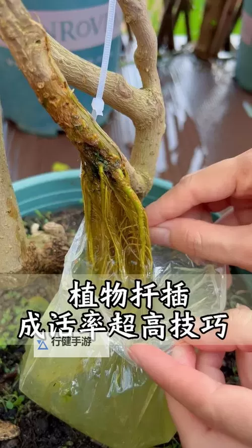 探索创意无限:在床上的72种扦插方法电影中的奇幻与技巧图1