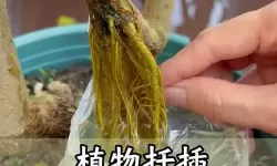 探索创意无限：在床上的72种扦插方法电影中的奇幻与技巧