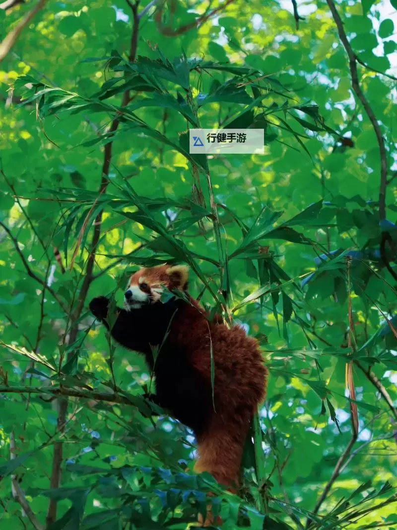 探索中国zoo的奇趣世界：动物奇观与文化体验之旅图1