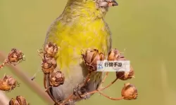 探索足交欧俄米：多元文化背景下的独特体验