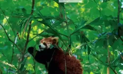 探索中国zoo的奇趣世界：动物奇观与文化体验之旅