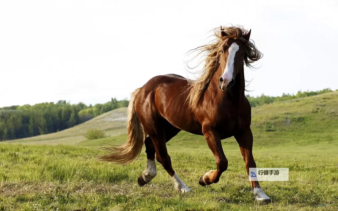 探索最新的ZOOM动物马：科技与生态的创新融合图1