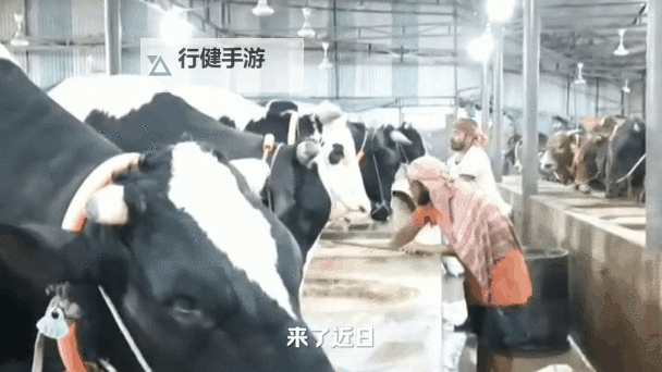 主人被自家牛怼上树僵持3小时：乡村奇遇引发的温情对决图1