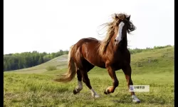 探索最新的ZOOM动物马：科技与生态的创新融合