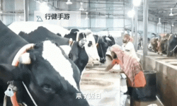 主人被自家牛怼上树僵持3小时：乡村奇遇引发的温情对决