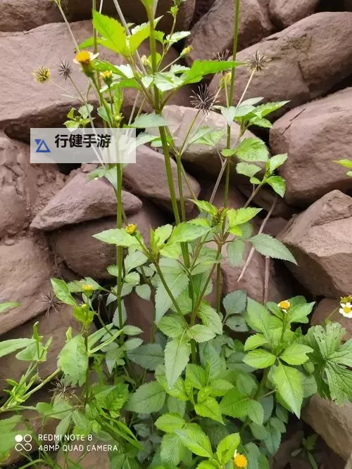 日日干夜夜草：自然的律动与生命的坚韧图1