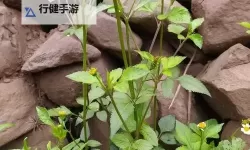 日日干夜夜草：自然的律动与生命的坚韧