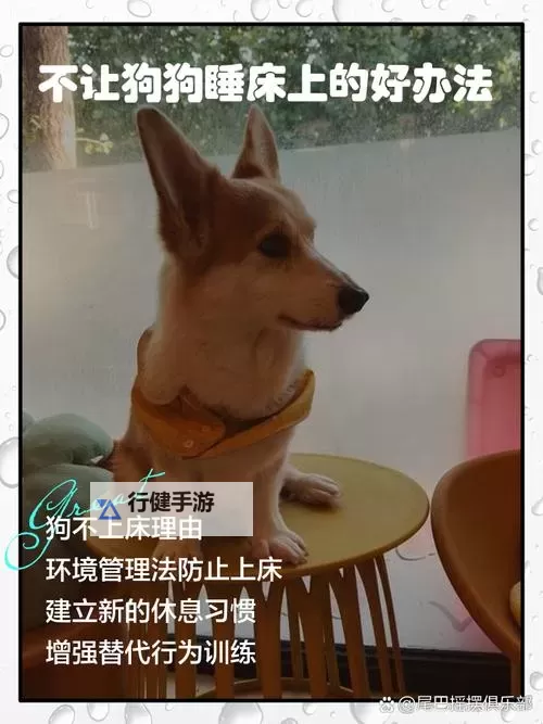 怎么让狗狗进入自己的房间不再困难的方法图1