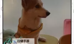 怎么让狗狗进入自己的房间不再困难的方法