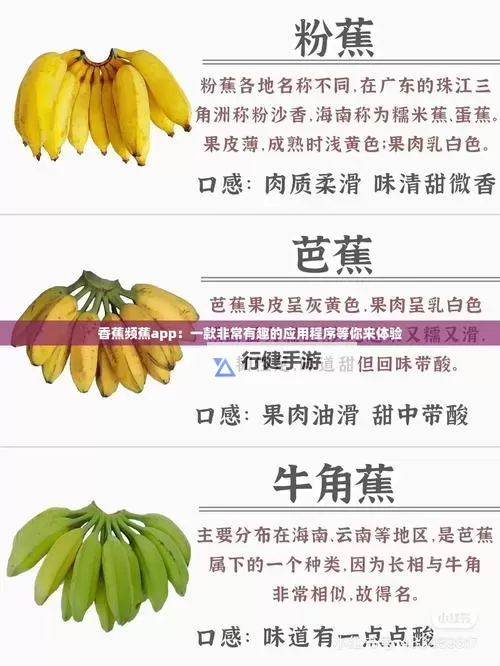 香蕉APP官网：畅享创新体验的官方平台图1