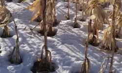 大都督双开挂机软件推荐  怎么双开大都督详细图文教程