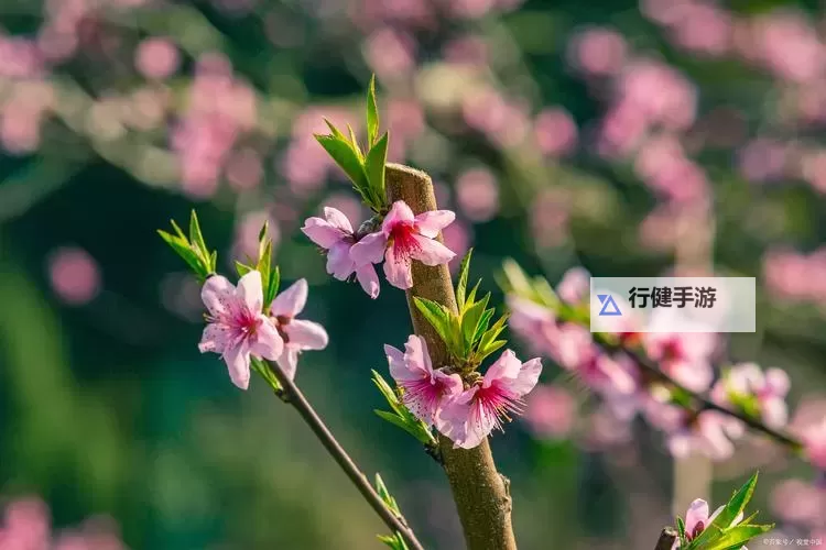 幼兽萝莉萝莉精品：萌趣十足的可爱小萌娃收藏图1