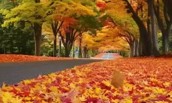 探索全新娱乐体验：X8X8拨牐拨牐X8免费视频8文字全解析