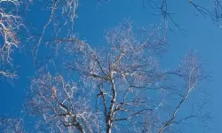 大都督双开挂机软件推荐  怎么双开大都督详细图文教程