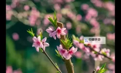 幼兽萝莉萝莉精品：萌趣十足的可爱小萌娃收藏