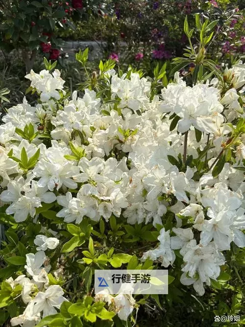 激情绽放：探索人人澡人人摸人人草的无限魅力图1