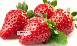 草莓视频在线观看大全18：最新全站免费在线观看指南