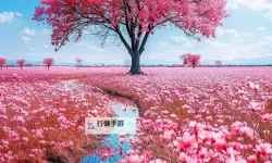 99r免费视频观看：在光影深处寻找真实的自己